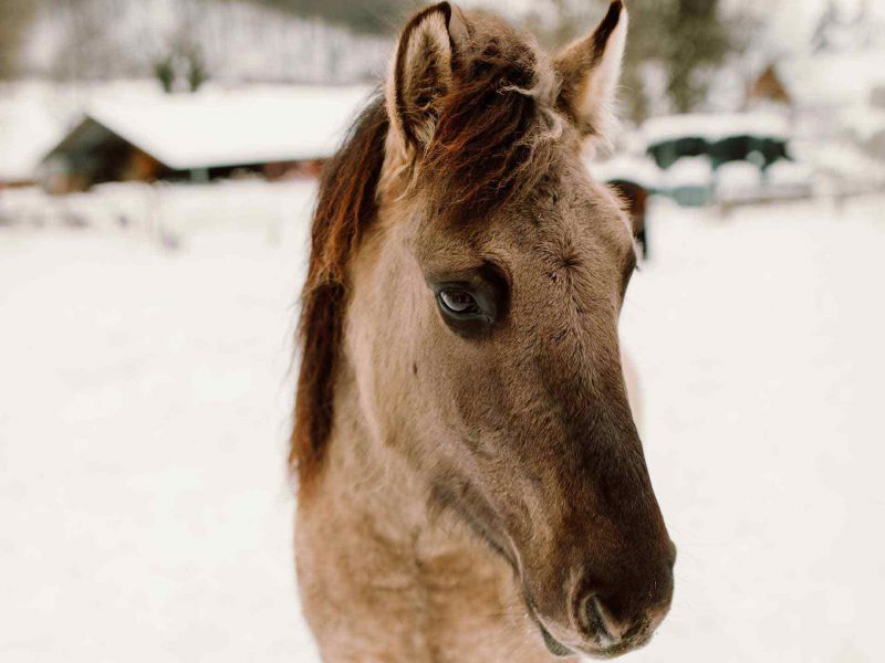 jungpferdeausbildung_3