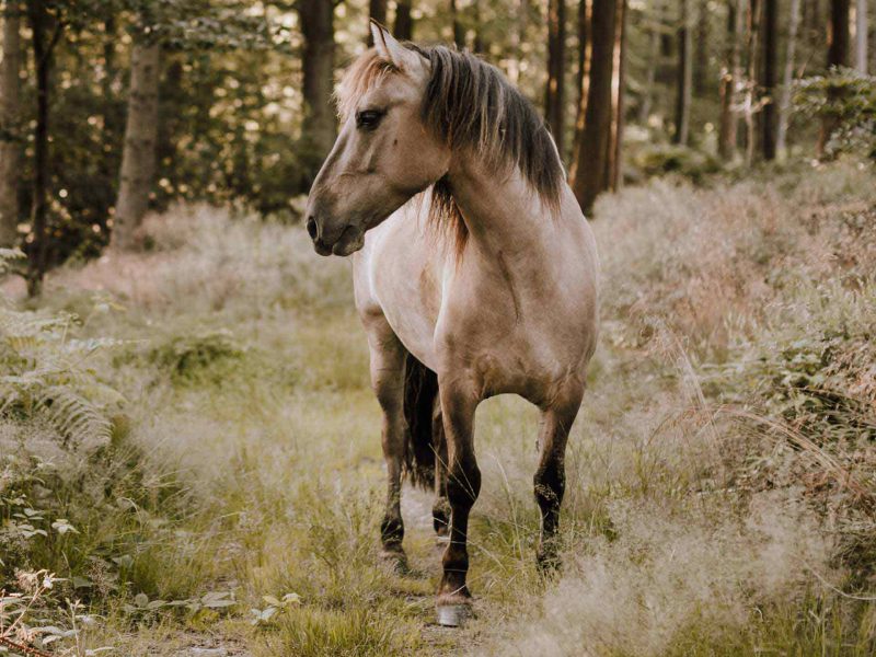 pferdegestuetztes_coaching_2