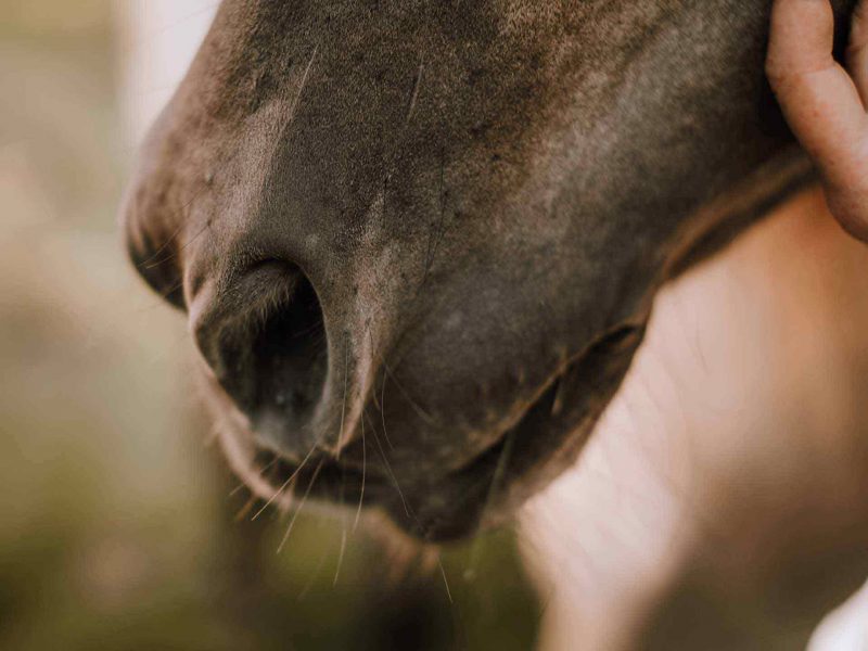 pferdegestuetztes_coaching_3