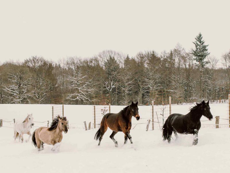 pferdegestuetztes_coaching_4